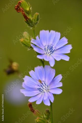 Chicory flowers in summer, Sainte-Apolline, Québec, Camada