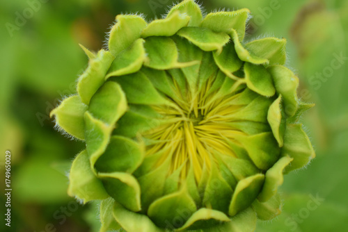 A sunflower in the spring, Sainte-Apolline, Québec, Canada
