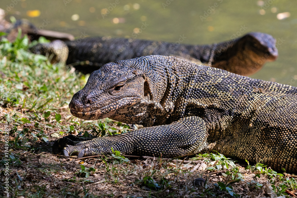 Obraz premium Pair of Asian Water Monitor lizard (Varanus salvator) by the lake at Lumphini Park, Bangkok, Thailand. 