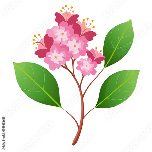 lagerstroemia speciosa flower on white background