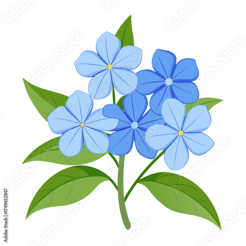 leadwort plumbago on white background