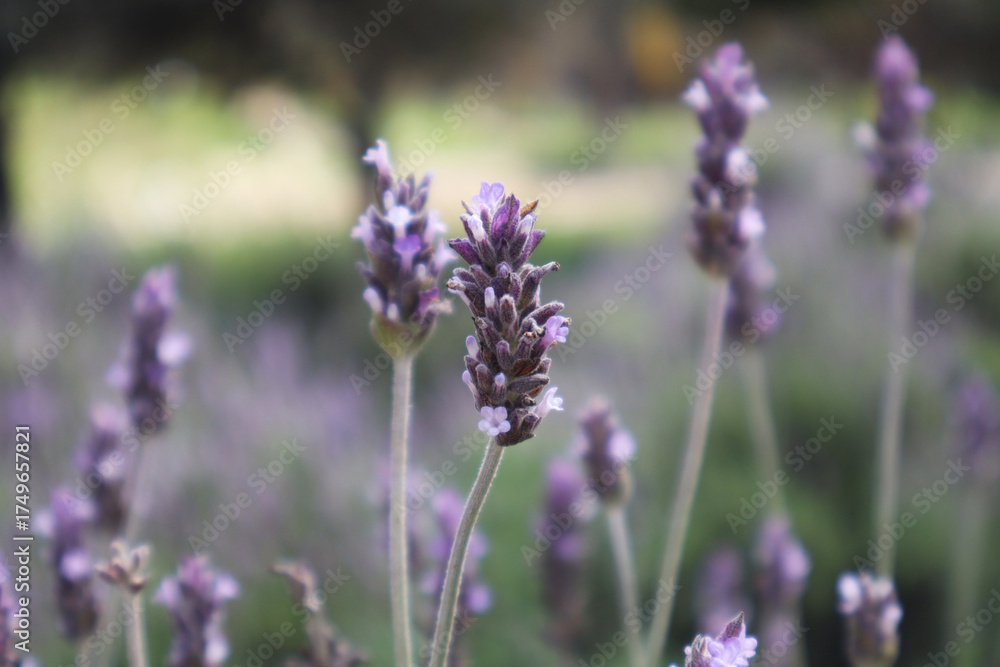 Obraz premium Close-Up of Blooming Lavender Flowers in a Soft Green and Purple Garden Background
