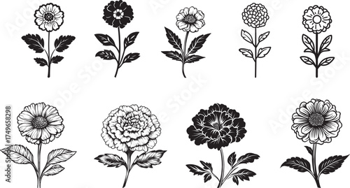 Marigolds and leaves flower, A black and white illustration of a flower with a stem and leaves.