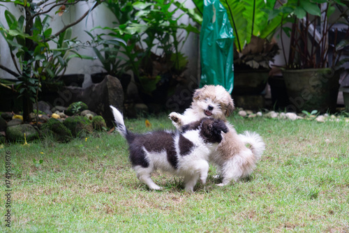 puppies enjoying the outdoors