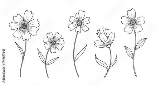 A delicate sketch of five blooming wildflowers with stems and leaves.