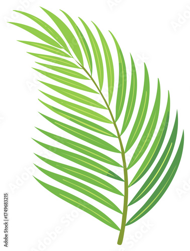 Green palm frond illustration isolated on white background