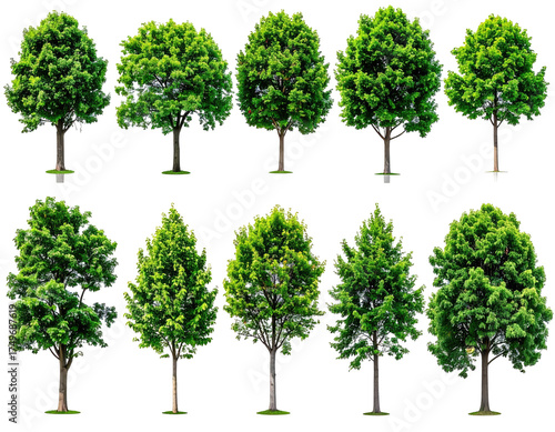 Collection of various green trees