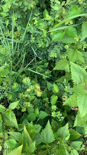 Natural background texture of densely growing mixed tropical foliage featuring various shades of lush green leaves and tall, thin blades of grass. Nature concept