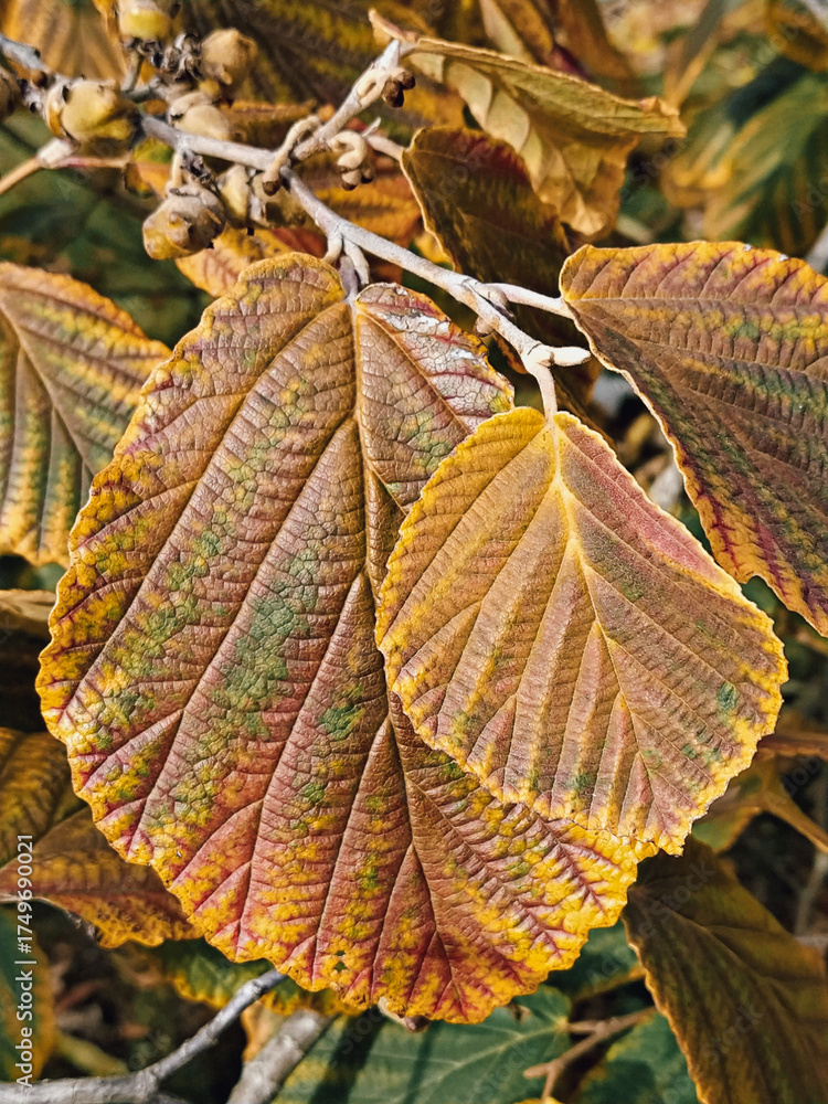 custom made wallpaper toronto digitalClose macro of autumn leaves showing warm orange yellow brown hues and ribbed texture in soft light