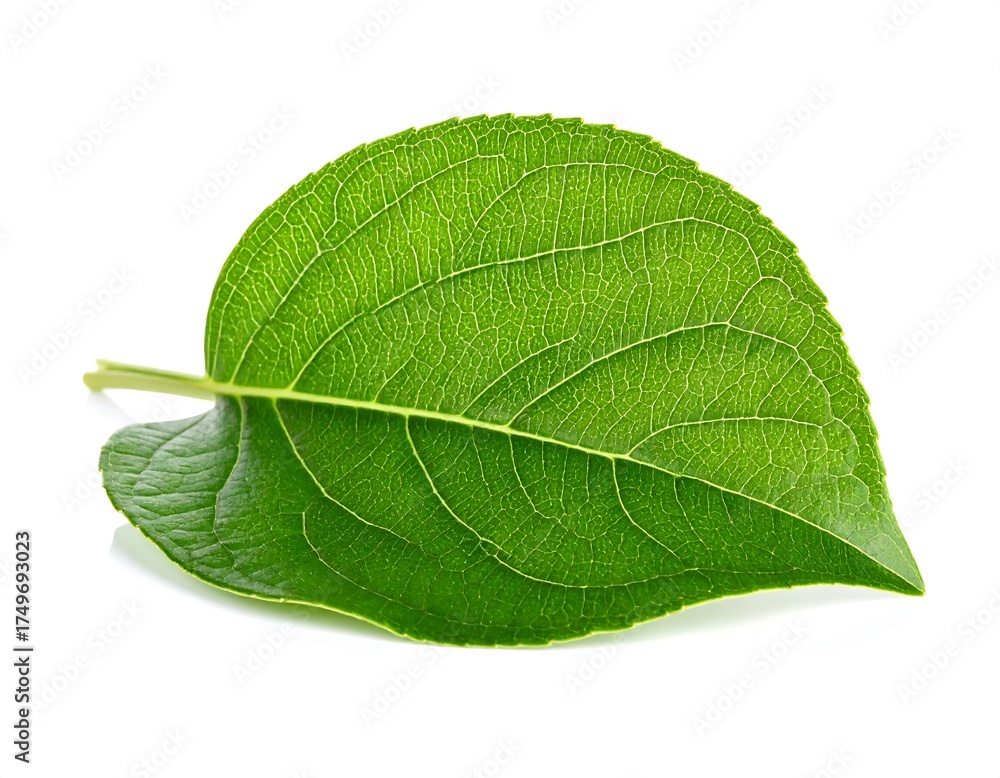 Obraz premium Closeup of a Vibrant Green Leaf.