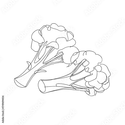 Outline illustration of two broccoli heads on white background  