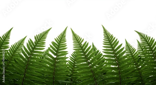 Interlaced Ferns Illuminated by Gentle, Shadowless Composition