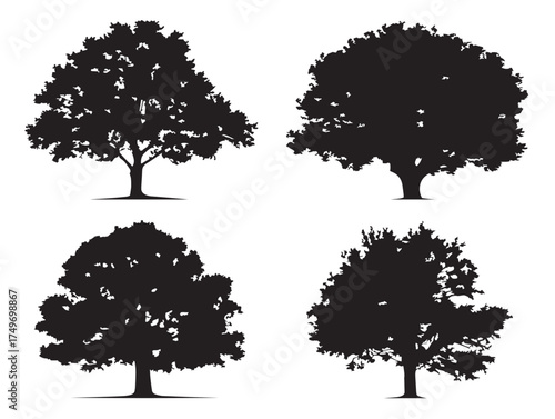 Natural Ash Tree Illustration in Modern 2D Vector Line Art