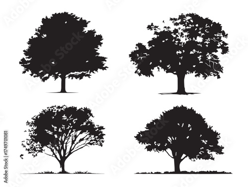 Beech Tree Silhouette Design in Artistic 2D Vector Line Art