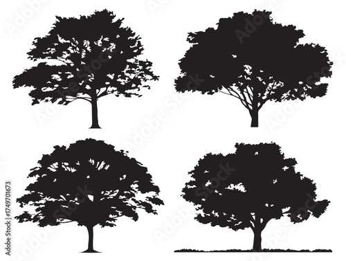 Beech Tree Silhouette Bundle for Botanical 2D Vector Line Art