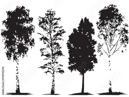 Graceful Birch Tree Outlines in Fine 2D Vector Line Art
