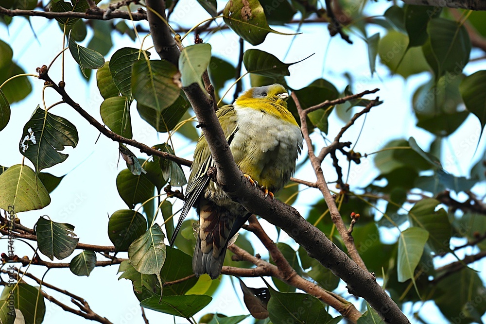 Fototapeta premium Birds on tree
