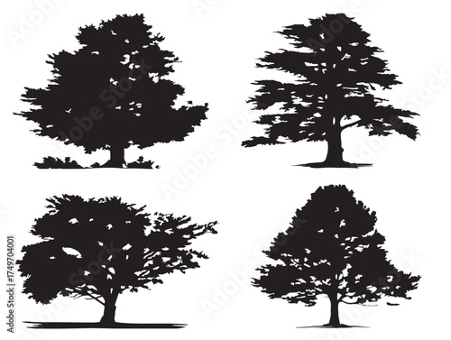Detailed Cedar Tree Outline for Botanical 2D Vector Line Art