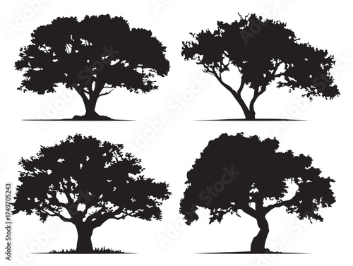 Detailed Cottonwood Tree Illustrations in Artistic 2D Vector Line Art