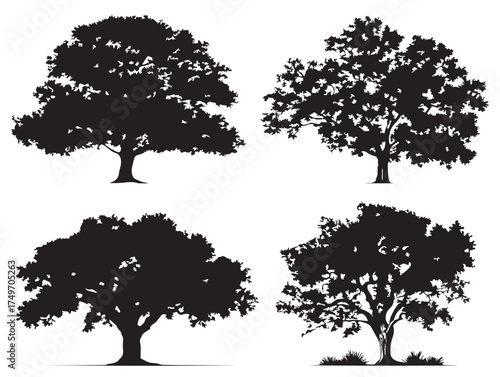 Natural Cottonwood Tree Outline Collection in 2D Vector Line Art
