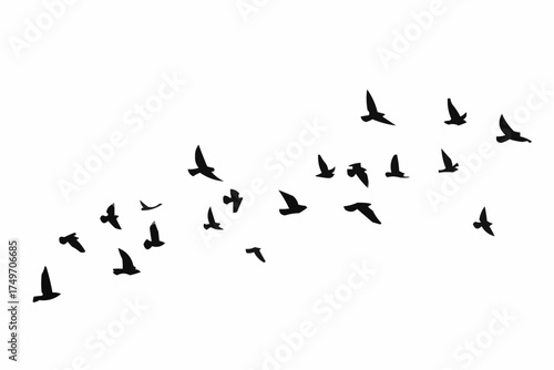 flock of birds