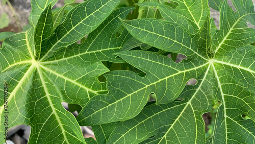 Detailed full-frame background of large, lush green papaya leaves displaying prominent white veins and characteristic deeply lobed, palmate structures. Nature concept