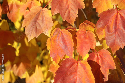 Orange and yellow leaves of Swamp maple in sunlight. Autumn nature background with copy space. Horizontal nature image. Fall mood concept.