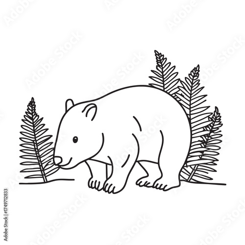 A wombat beside a patch of ferns in soft morning light