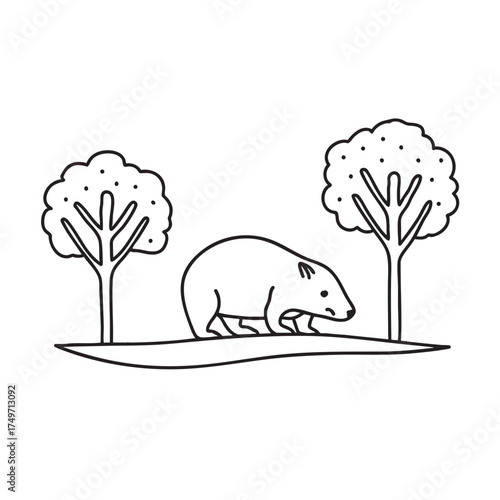 A wombat close to a trail winding through eucalyptus trees