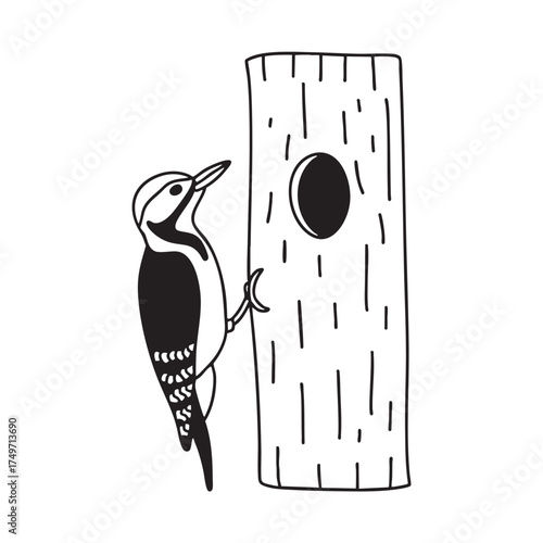 A woodpecker close to a nest tucked in a hollow