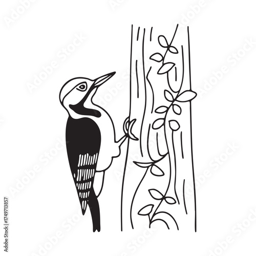 A woodpecker near a vine creeping up the tree