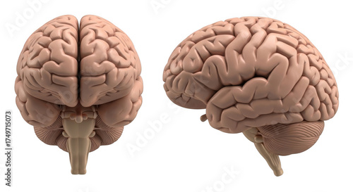 Anatomical human brain front and side view isolated on transparent background