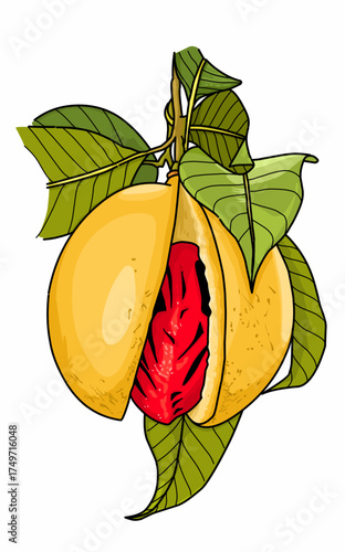 Illustration of yellow nutmeg spice fruit with red and black seeds with green leaves issolated on white