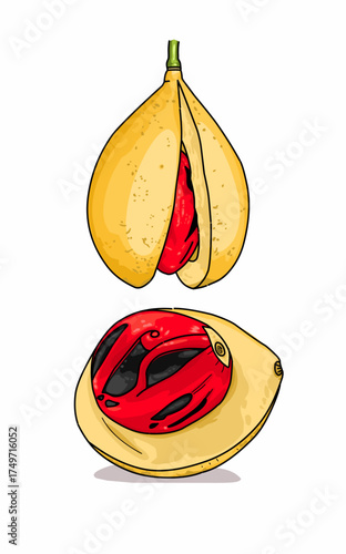 Illustration of yellow nutmeg spice fruit with red and black seeds with issolated on white