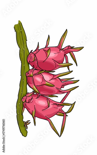 Pink red fresh healthy dragon fruits Sticking to the leaves issolated on white 