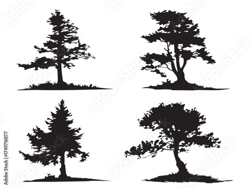 Larch Tree Silhouette Design in Natural 2D Vector Line Art Style