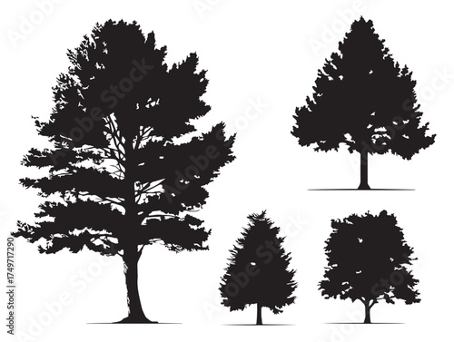 Winter Larch Tree Illustration Created in Fine 2D Vector Line Art