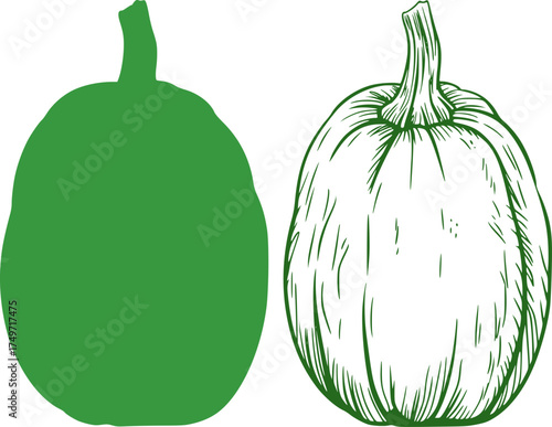 Green pumpkin silhouette and detailed sketch squash gourd