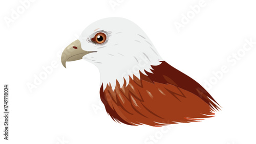 Bald eagle head illustration vector graphic design of american bird of prey wildlife animal art