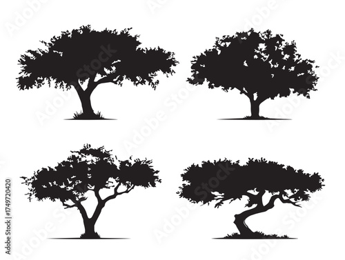 Rustic Mesquite Tree Silhouette for Vintage Design 2D Vector Line Art