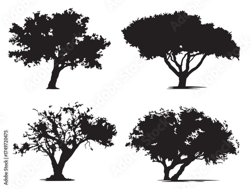Lone Mesquite Tree Silhouette with Graceful Form 2D Vector Line Art
