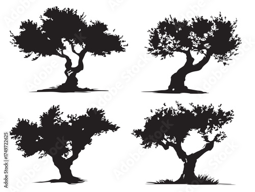 Mediterranean Olive Tree Silhouette with Detailed Branches 2D Vector Line Art