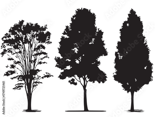 Tall Poplar Tree Silhouette Standing Against Sky 2D Vector Line Art