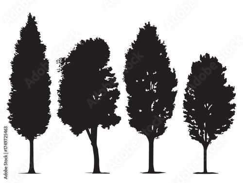 Graceful Poplar Tree Silhouette with Minimalist Lines 2D Vector Line Art