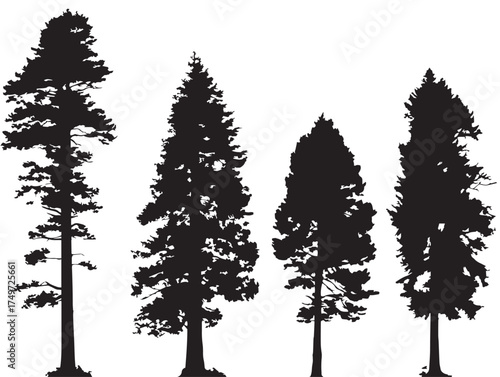Redwood Tree Silhouette Symbolizing Natural Majesty 2D Vector Line Art