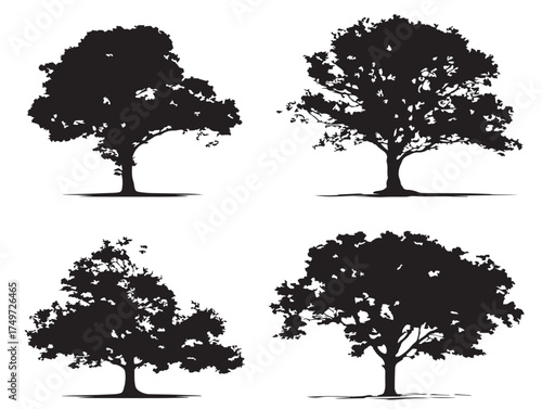 Elegant sycamore tree collection modern vector line drawing artwork
