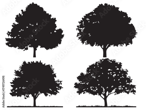 Sycamore tree inspired silhouette collection vector line art design