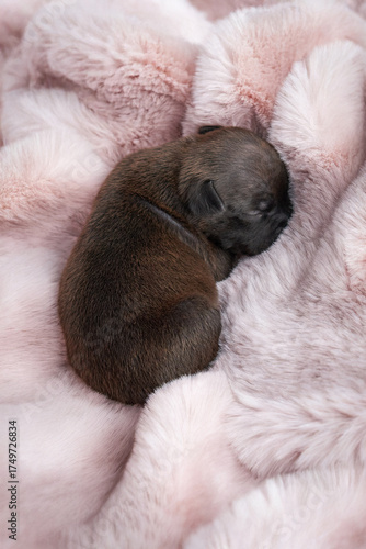 Newborn Puppy Asleep on Fluffy Pink Fur Blanket