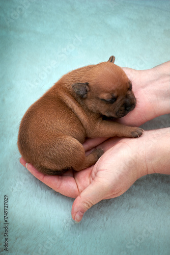 Newborn Puppy in Hands on Soft Blue Background
