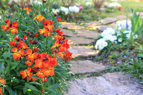 Photos Colorful orange wallflower and white flowers of primula lining a garden path in